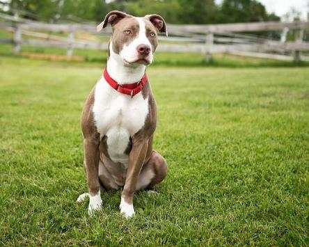 Petworld Dog Jigsaw Puzzles screenshot 2