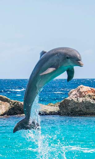 Dolphin Wallpapers HD (backgrounds & themes) screenshot 3