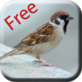 Bird Sounds &amp; Ringtones icon