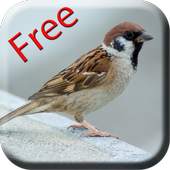 Bird Sounds & Ringtones 2.1