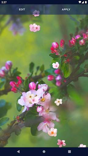 Sakura Flower Live Wallpaper screenshot 7
