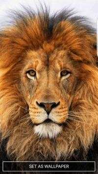Lion Live Wallpaper screenshot 2
