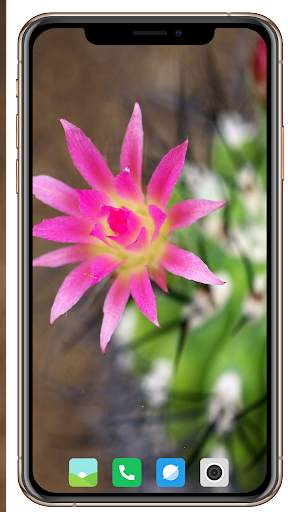 Cactus Flowers Wallpaper screenshot 6