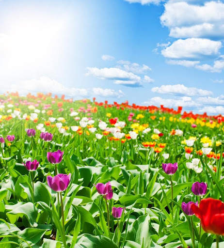 Beautiful Garden Wallpaper screenshot 9