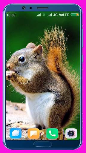 Squirrel Wallpaper screenshot 5