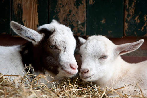 Goat Wallpapers screenshot 1