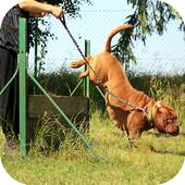 Dog Training Video 1.5