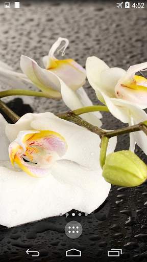 Orchid 4K Live Wallpaper screenshot 4