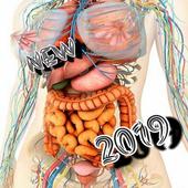 Human Anatomy icon