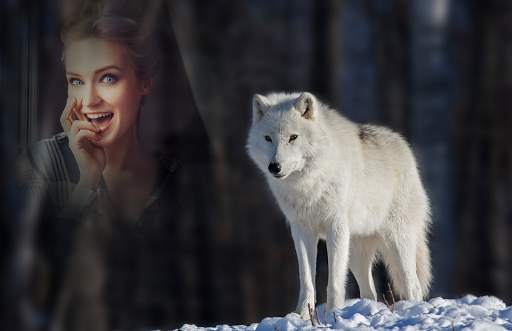 Wolf Photo Frames 5 تصوير الشاشة