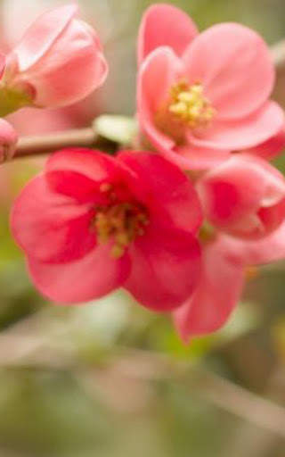 Flowers Wallpapers HD 2021 screenshot 13