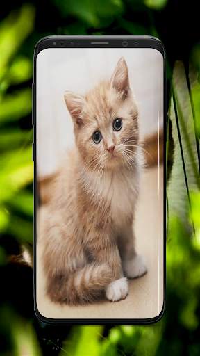 Kitten Wallpaper screenshot 8