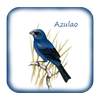 Canto De Azulao 3.0