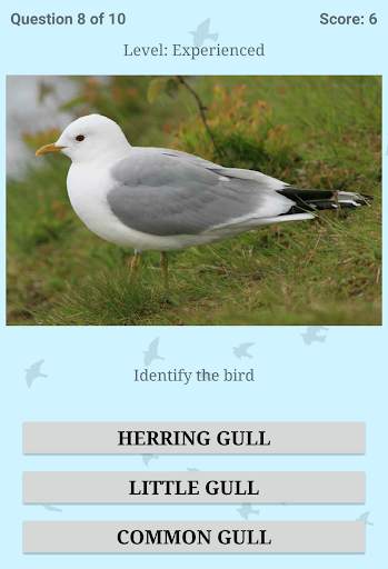 British Birds ID Quiz Pro screenshot 12