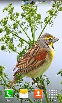 Lovely Birds HD Wallpapers screenshot 3