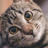 Funny Cats Katzen Geräusche icon