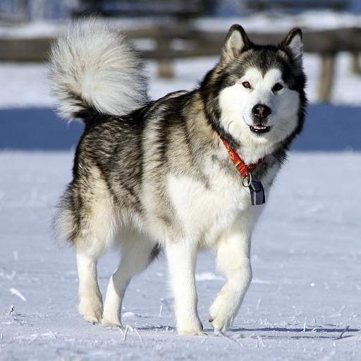 Alaskan Malamutes Puzzle 1.0