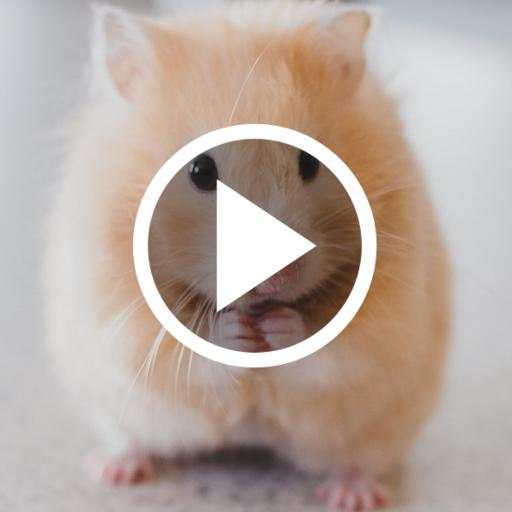Hamster Video Live Wallpaper 1.7