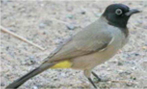 Bulbul Wallpapers screenshot 10