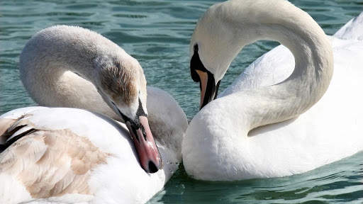 Swan. Birds. Live Wallpaper screenshot 1