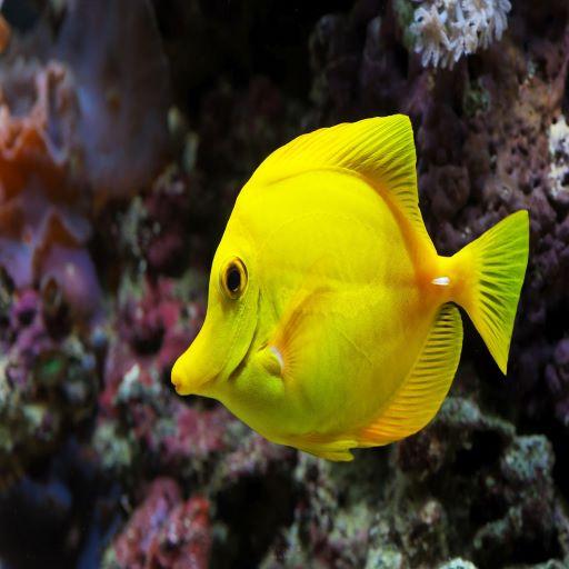 Fish Game icon