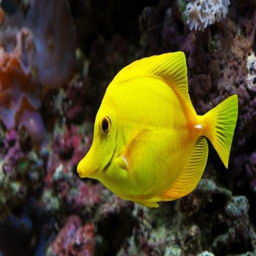 Fish Game 1.1