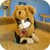 Funny Cat Videos icon