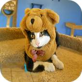 Funny Cat Videos 1.0