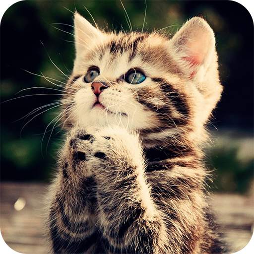 Cute Kitten Wallpaper 1.01