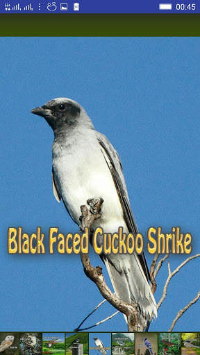 Bird Sounds screenshot 2