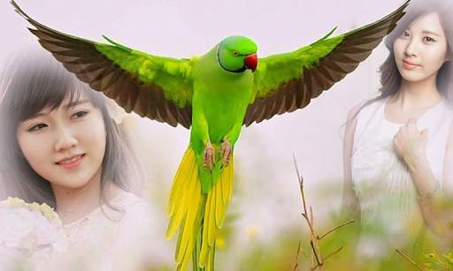 Birds Mulit Photo Frame screenshot 2