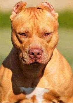 Pitbull Wallpaper 1 تصوير الشاشة
