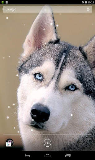 Husky Live Wallpaper screenshot 3
