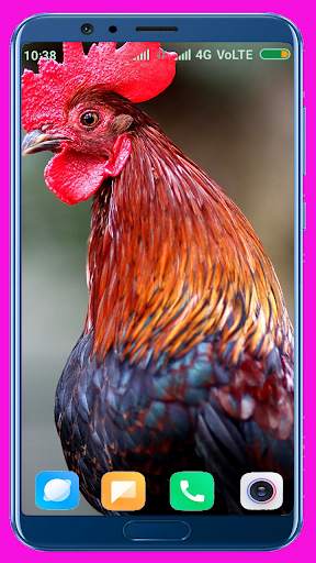 Chicken Wallpaper Best 4K screenshot 7