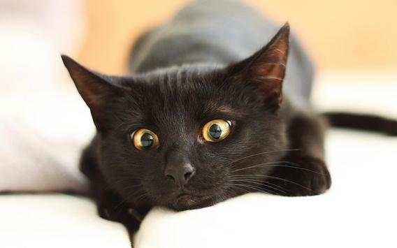 Black Cat Live Wallpaper screenshot 13