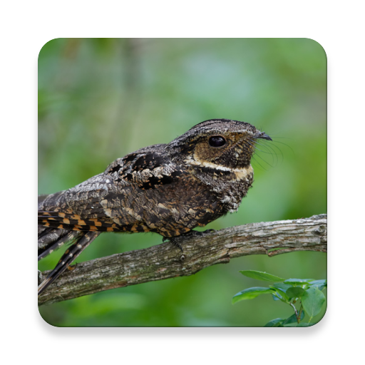 Whippoorwill Bird Sound Collections ~ Sclip.app icon