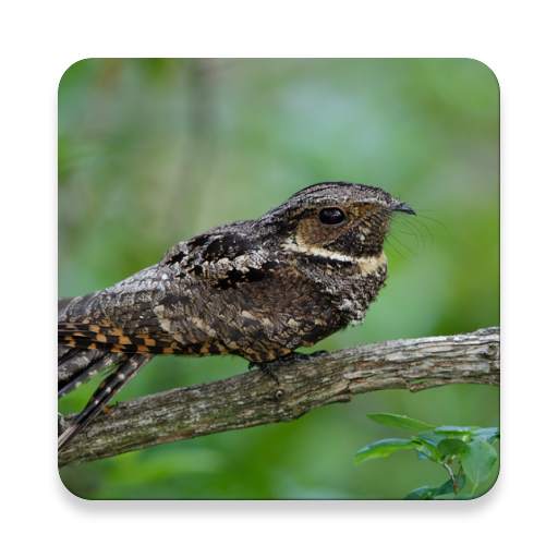 Whippoorwill Bird Sound Collections ~ Sclip.app 1.0.2