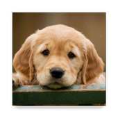 Dog Breeds on 9Apps