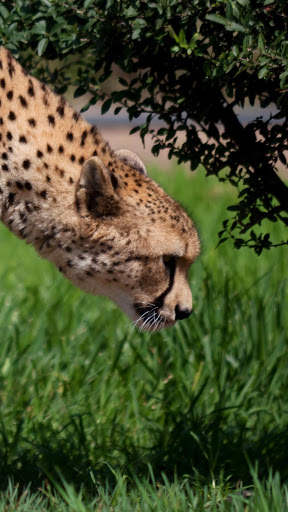 Cheetah Wallpapers : backgrounds hd screenshot 6