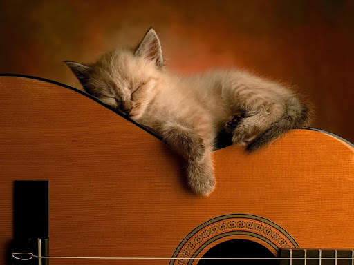 Cat Wallpapers HD Cute screenshot 13