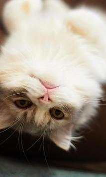 Funny kitten Jigsaw Puzzles screenshot 2