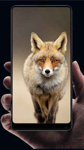 Fox Wallpaper HD screenshot 14