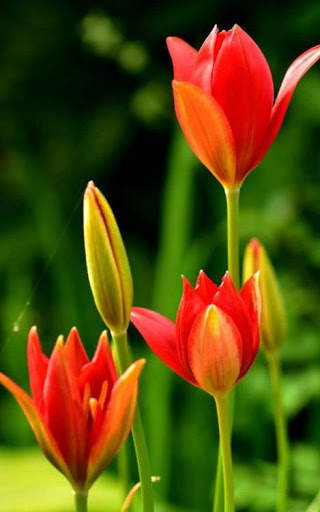 Flower Images, Flower Wallpapers, Roses 4 تصوير الشاشة