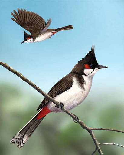 Bulbul Bird Ringtones स्क्रीनशॉट 1