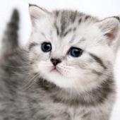 Funny kitty pet 1.0