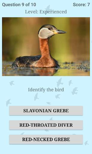 British Birds ID Quiz Pro screenshot 5