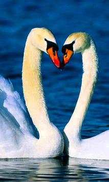 Swan Wallpapers screenshot 4