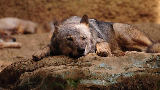 Wolf Wallpapers HD & 4k Backgrounds screenshot 16