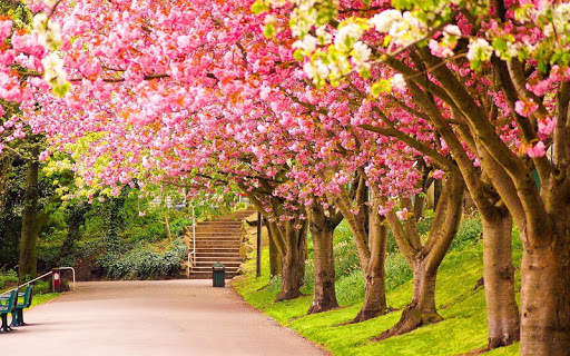 Spring Wallpaper screenshot 5