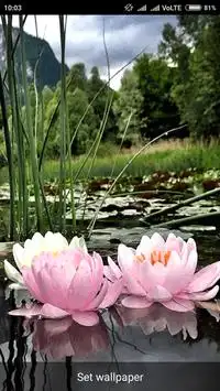 Flowers Live Wallpapers screenshot 2